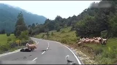 بالفيديو.. خروف يلقن صاحبه «علقة ساخنة»