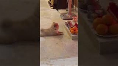 بالفيديو.. كلب يصلي إلى الله يجذب أنظار نشطاء مواقع التواصل