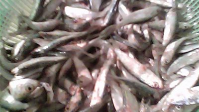 تعلمي طريقة إعداد الملوحة المخللة من الشيف سناء