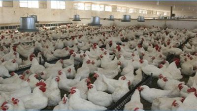 35 % نسبة الركود في مبيعات الدواجن.. إقبال كثيف على البيض بسبب «بسكويت العيد».. ارتفاع أسعار المواد الغذائية ساهم في زيادة حالة الكساد.. والملابس الجاهزة تتوقع انتعاشة خلال أيام