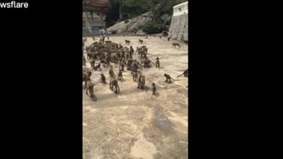 امرأة تطعم مئات القرود في تايلاند (فيديو)