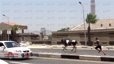 بالفيديو.. «عجل» يتسبب في تكدس مروري على كورنيش النيل بالعجوزة