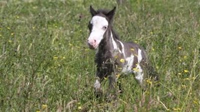بالفيديو.. أصغر حصان في بريطانيا طوله 46 سنتيمترًا