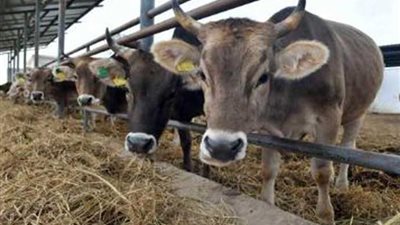 شروط جديدة لإقامة أسواق الماشية على الأراضي الزراعية