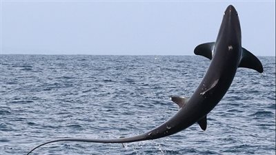 قرش نادر يقفز خارج المياه قرب سواحل بريطانيا (فيديو وصور)