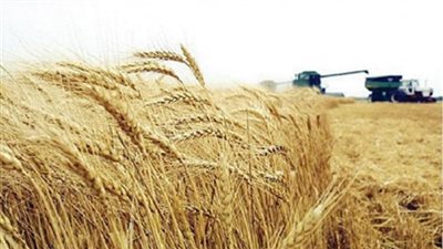 الوادي الجديد تنتهي من حصاد 1500 فدان قمح بمركز باريس