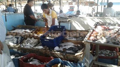 بالفيديو والصور.. أسماك البحر الأحمر شكل تاني في رمضان.. إقبال متزايد على حلقة أسماك الغردقة.. بائع: الشعور والحريد والسيجان الأكثر طلبًا.. والأسعار تبدأ من 25 جنيهًا للكيلو