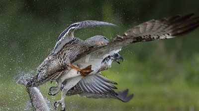 بطة تجبر طائر جارح على ترك فريسته (صور)