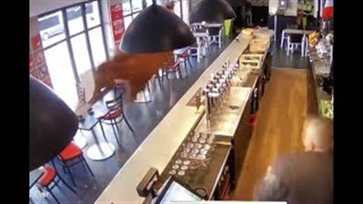 حصان هائج يقتحم مقهى والزبائن تهرب من المكان (فيديو)