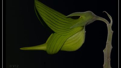 لقطات مذهلة لنبات على شكل طائر الطنان (صور)