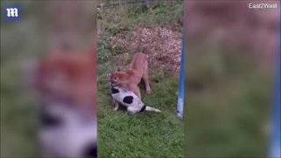 معركة بين قط وكلب في حديقة حيوان تنتهي بطريقة تراجيدية (فيديو)