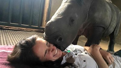 بالفيديو والصور.. وحيد قرن يحاول الجلوس على قدم سيدة