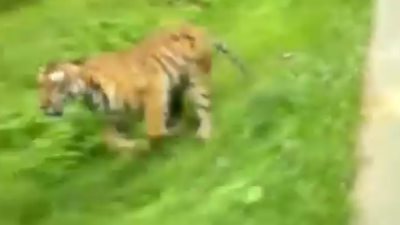 فيديو مخيف لنمر يطارد سائقي دراجة نارية