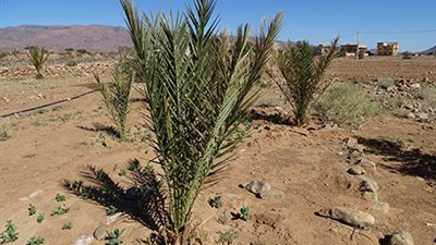 162 متقدما للحصول على 38 ألف فدان نخيل جنوب الوادي الجديد