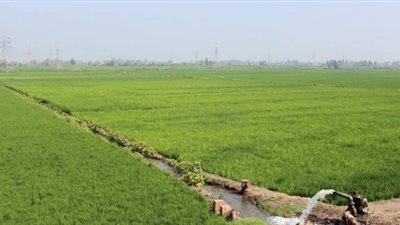 الزراعة تسجل أصنافا جديدة من الأرز والذرة والفول البلدي توفر المياه وترفع الإنتاج