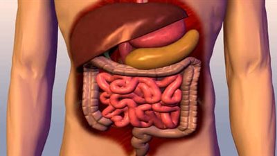 8 نصائح تساعدك في الحفاظ على صحة الجهاز الهضمي