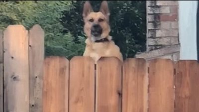 كلب يقلد الكنغر للنظر من أعلى سور حديقة (فيديو وصور)
