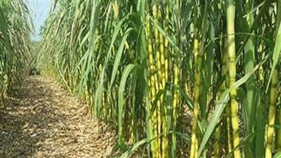 بدء شحن محصول قصب السكر بالمنيا.. الثلاثاء