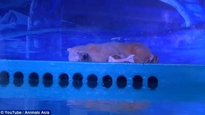 بالفيديو والصور.. الدب الأكثر بؤسا في العالم يثير تعاطف الكثيرين