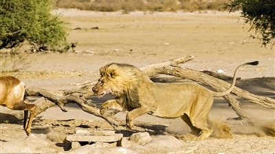 بالصور.. لقطات مذهلة للحظة مهاجمة أسد لـ«غزال» يشرب
