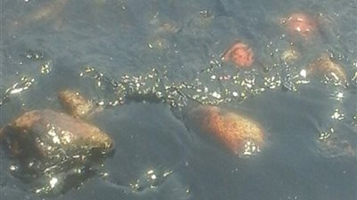 بالفيديو.. تلوث بترولي جديد على شاطئ البحر شمال الغردقة