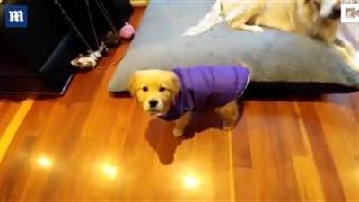 بالفيديو والصور.. ذيل يضع كلبا في موقف محرج