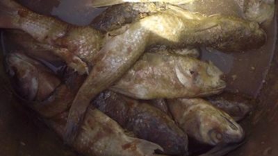 إعدام 600 كيلو لحوم وأسماك وجمبري وخضراوات فاسدة بالشرقية (صور)