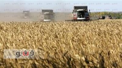 قضية فساد القمح الكبرى أمام «التأديبية العليا».. التحقيقات: إهدار 257 مليون جنيه بـ«القابضة للصوامع» في عمليات توريد وهمية.. وتواطؤ وكيل وزارة ومدير عام بالشركة مع أصحاب مراكز التخ