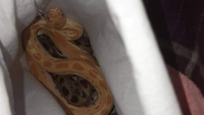 ضبط مصري حاول تهريب 96 ثعبانا وحرباء بمطار القاهرة (صور)