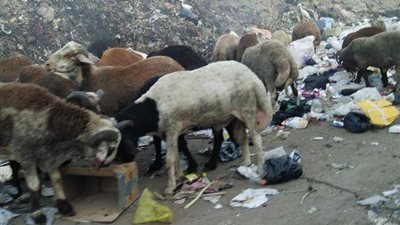 بالصور.. أهالي بشتيل يشكون إهمال مسئولي النظافة بالجيزة