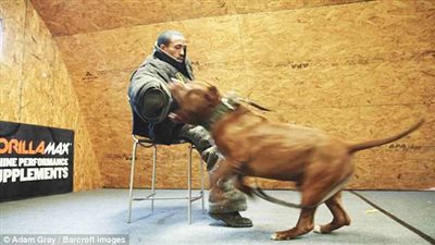 متطوع يتعرض لهجوم من كلب بيتبول (فيديو وصور)