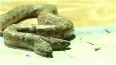بالفيديو.. ثعبان برأسين في الهند
