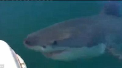 بالفيديو والصور.. قرش يهاجم قارب صيد