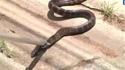 بالفيديو.. رجل يعثر على ثعبان ضخم داخل «الجزامة»