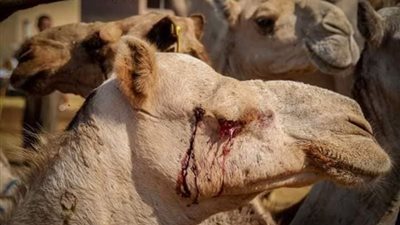 حجز 3 تجار في واقعة تعذيب الجمال بسوق برقاش للتحريات