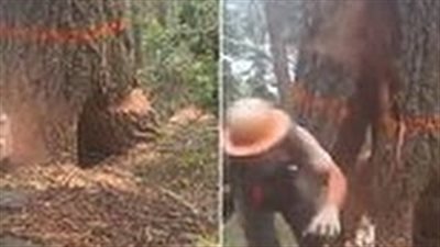 بالفيديو.. انهيار شجرة في ثلاثة اتجاهات يضع حطابا في مأزق