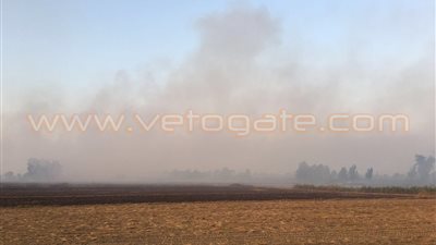 بالصور.. أهالي الغربية يخالفون تحذيرات «البيئة» ويحرقون قش الأرز