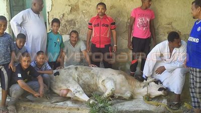 بالصور.. «الهلال الأحمر الإماراتية» تذبح الأضاحي بأسوان