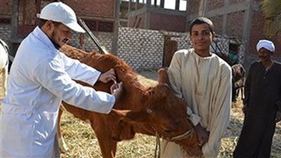 حملات بيطرية على محال بيع الأسماك واللحوم بالوادي الجديد