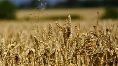 مخطط مستوردي الحبوب لضرب العلاقات الاقتصادية بين مصر وروسيا.. تجار القمح يروجون شائعات فرض عقوبات على القاهرة بسبب الإرجوت..«فايد» يحرم المستوردين من ملايين الدولارات.. ومسئول روسي: نبحث عن 