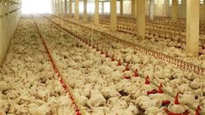 الثروة الداجنة: اجتماعات دورية مع «حماية المستهلك» لضبط الأسواق