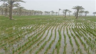 زيادة رسوم غرامات تبديد مياه ري الأراضي الزراعية