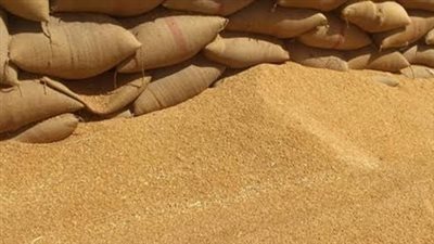 وليد دياب يدعو لعدم حماية الفاسدين في توريد القمح المحلي