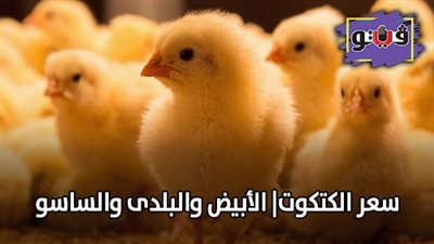 سعر الكتكوت| الأبيض والبلدي والساسو في المزارع