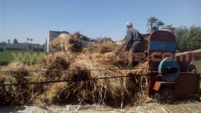 بالفيديو والصور.. فلاحو المنيا يبدءون موسم الحصاد.. الأهالي يشتكون من تأخر تسلم المحصول.. المستأجرون يعانون من ارتفاع التكاليف.. وتجار السوق السوداء يتحكمون في الأسعار