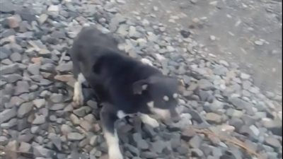 قطار يتوقف في اللحظة المناسبة ويتفادى قتل كلب (فيديو)