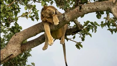 لقطات مذهلة لأسد يتدلى أعلى شجرة أثناء قيلولته (صور)