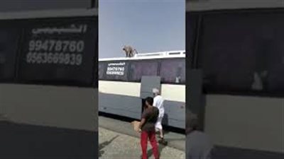 رد فعل المارة لحظة هجوم قردة عليهم بأحد الطرق العمانية (فيديو)