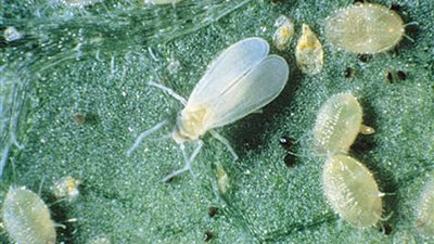 الذبابة البيضاء.. المتهم الرئيسي في أزمة تلف زراعات الطماطم