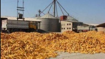 «الثروة الداجنة»: تكدس الذرة الصفراء بالموانئ يكبد التجار خسائر فادحة